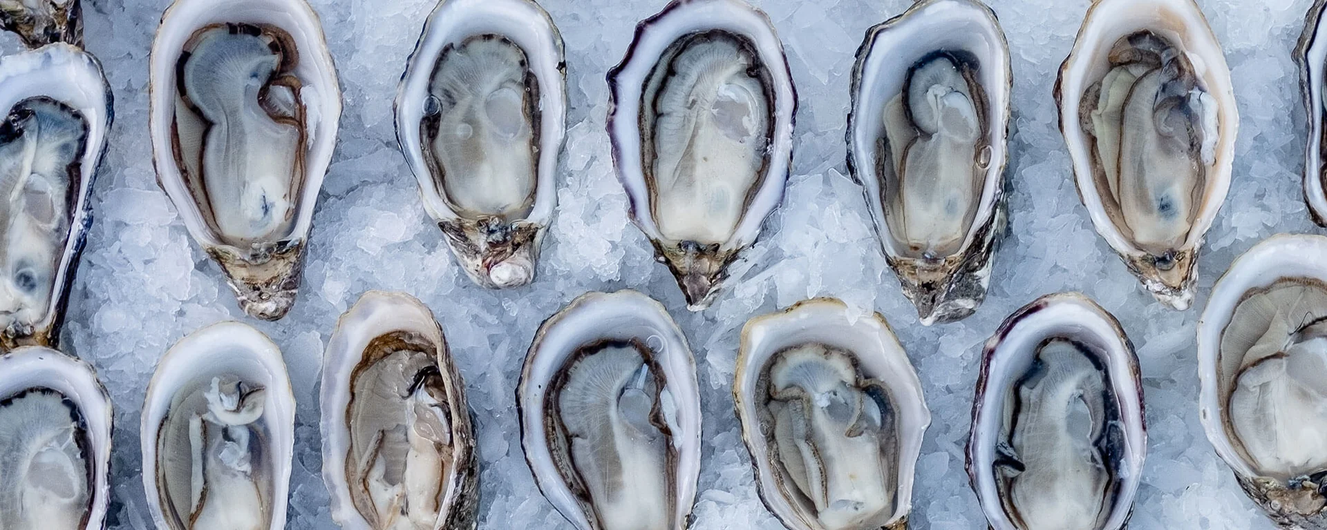 Fresh Oysters From the Source