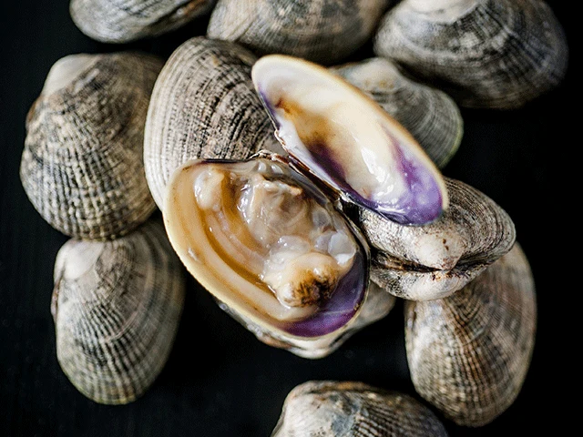Manila Clams - Image 6